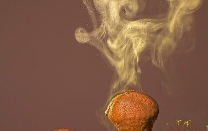 Domácí příprava tradičního českého svíčkového na smetaně